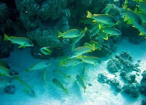 Schnorcheln Hurghada